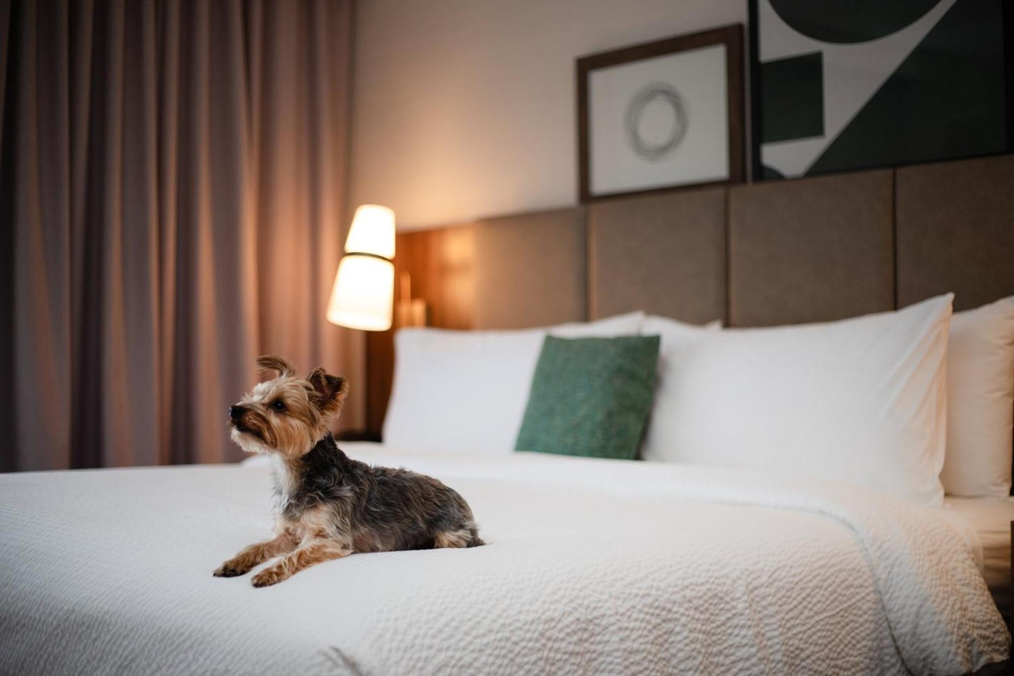 Hotel Staybridge Chicago O'hare - By Ihg Rosemont